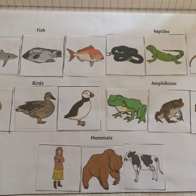 Alfie Anmal groups.jpg